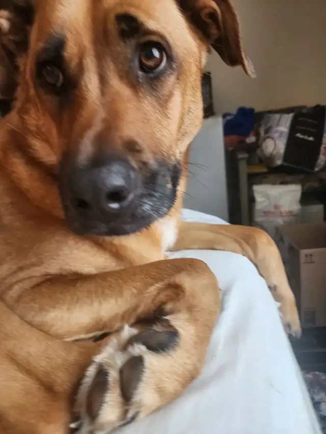 My well behaved dog & I are looking 4 a room 2 rent 4 a yr. - Photo 4