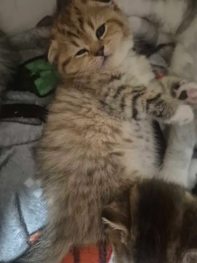 BritishShortHair/long fur Kittens!