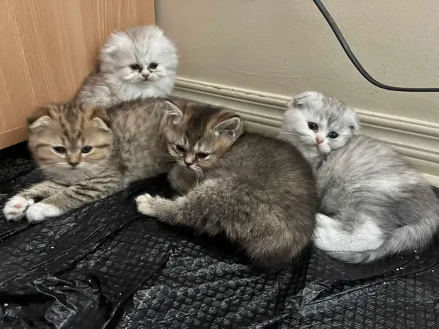 BritishShortHair/long fur Kittens! - Photo 2