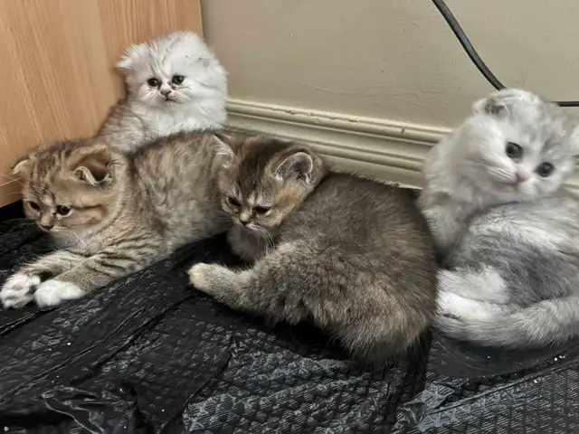 BritishShortHair/long fur Kittens! - Photo 3