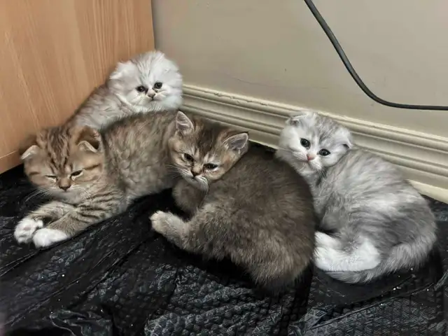 BritishShortHair/long fur Kittens! - Photo 4