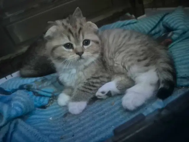 BritishShortHair/long fur Kittens! - Photo 6