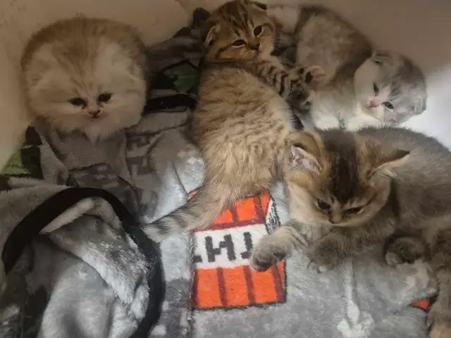 BritishShortHair/long fur Kittens! - Photo 7