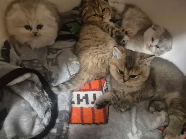 BritishShortHair/long fur Kittens! - Photo 8