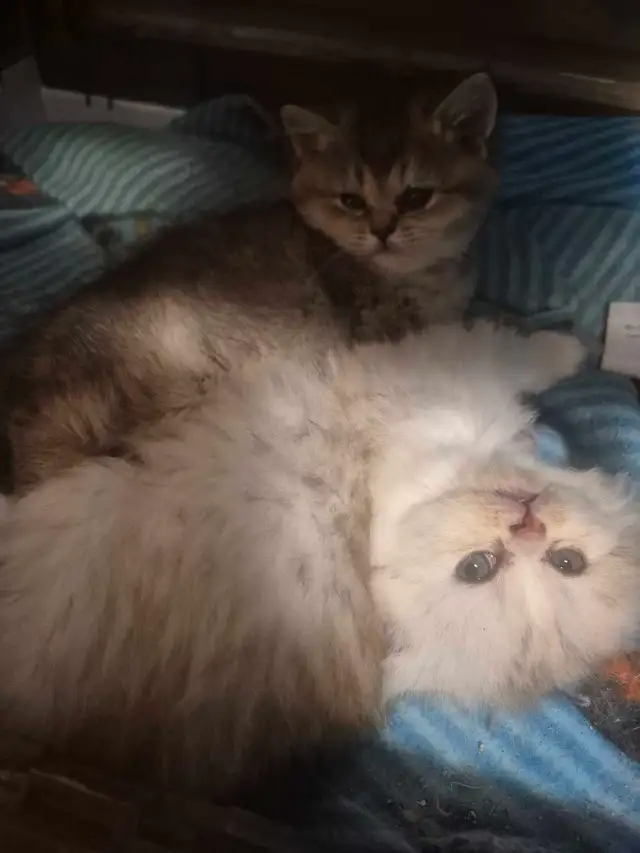 BritishShortHair/long fur Kittens! - Photo 10