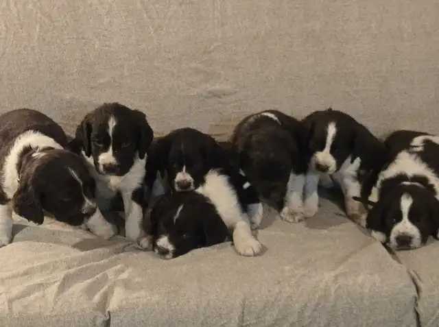 Springer Spaniel Puppis For Sale
