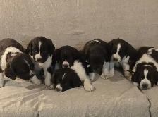 Springer Spaniel Puppis For Sale