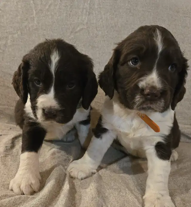 Springer Spaniel Puppis For Sale - Photo 2