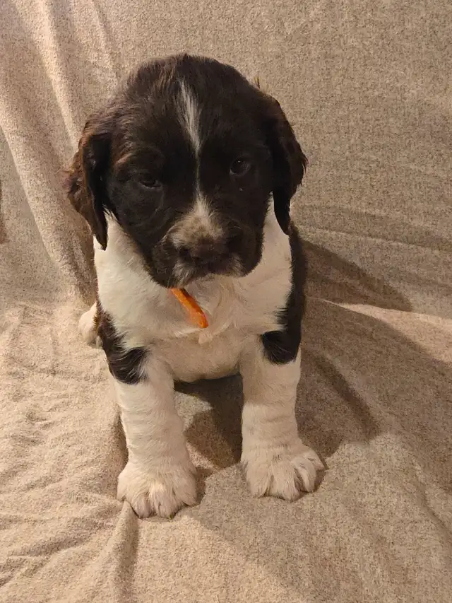 Springer Spaniel Puppis For Sale - Photo 3