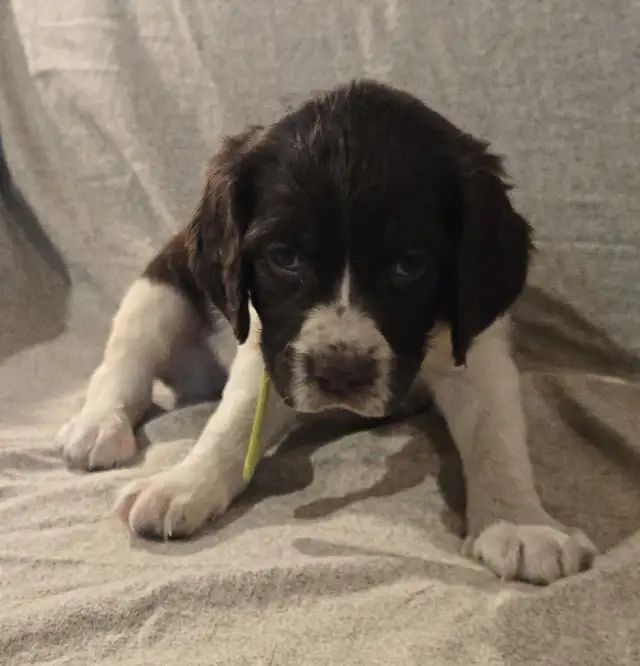 Springer Spaniel Puppis For Sale - Photo 4