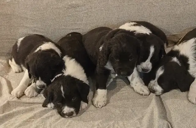 Springer Spaniel Puppis For Sale - Photo 5