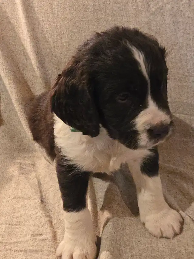 Springer Spaniel Puppis For Sale - Photo 6