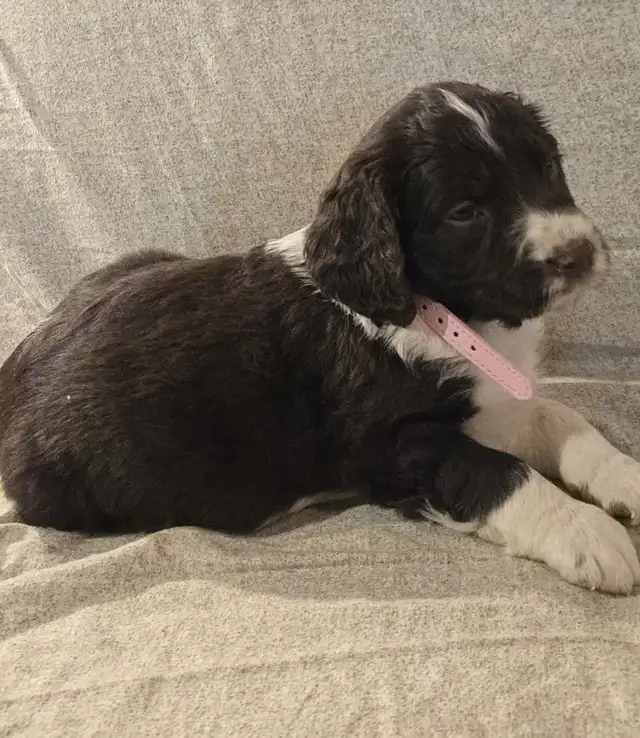 Springer Spaniel Puppis For Sale - Photo 7