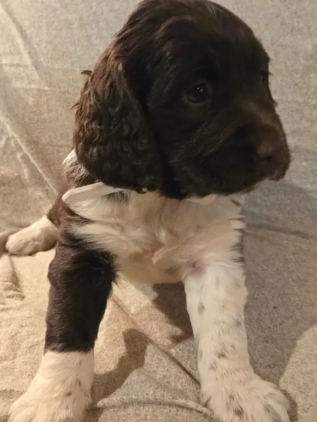 Springer Spaniel Puppis For Sale - Photo 8