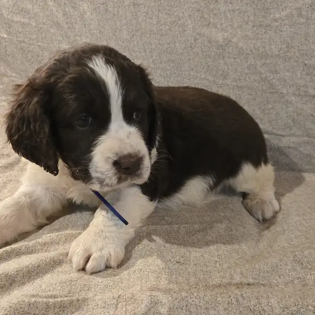 Springer Spaniel Puppis For Sale - Photo 9