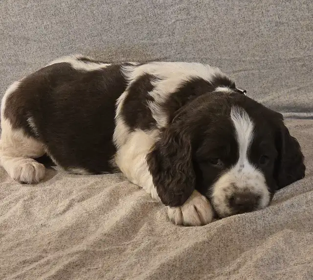 Springer Spaniel Puppis For Sale - Photo 10