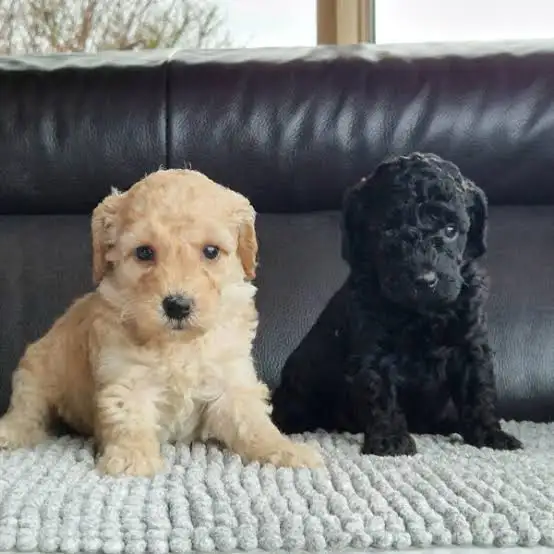 Caniche miniature SPECIAL :)) - Photo 3