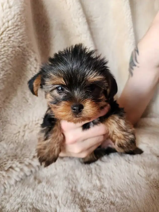 Adorable Mini Yorkshire Terrier Puppies For Sale!