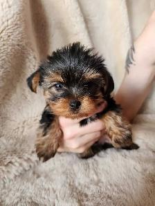 Adorable Mini Yorkshire Terrier Puppies For Sale!