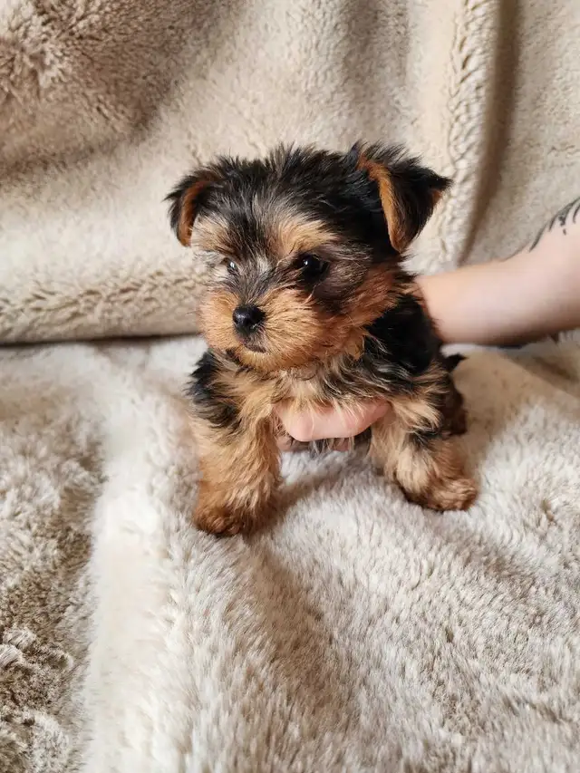 Adorable Mini Yorkshire Terrier Puppies For Sale! - Photo 2