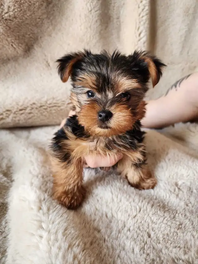 Adorable Mini Yorkshire Terrier Puppies For Sale! - Photo 3