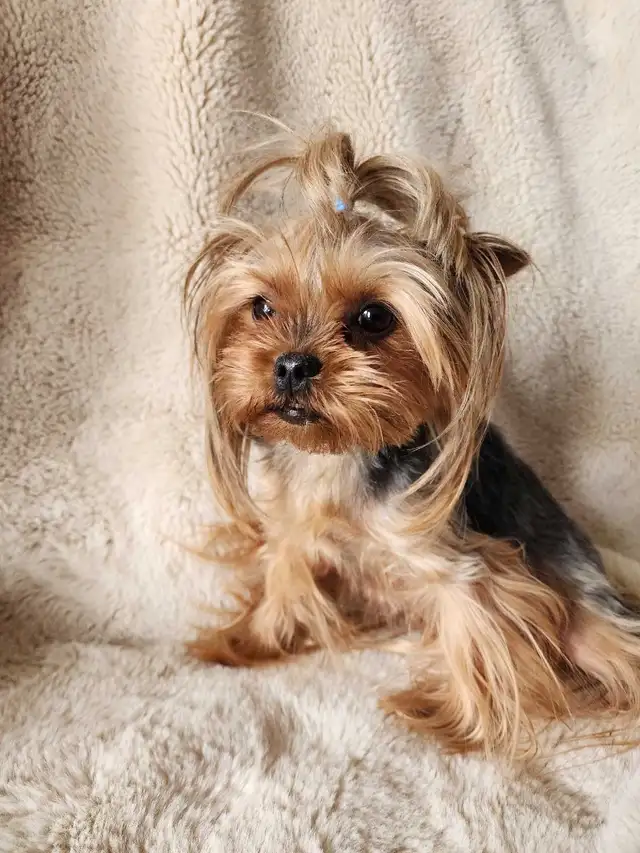Adorable Mini Yorkshire Terrier Puppies For Sale! - Photo 4