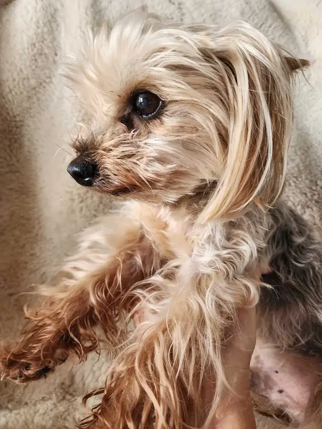 Adorable Mini Yorkshire Terrier Puppies For Sale! - Photo 5