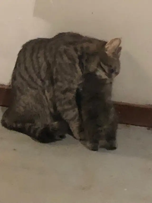 kitten  looking for new homes