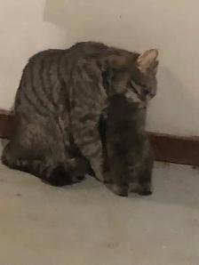 kitten  looking for new homes