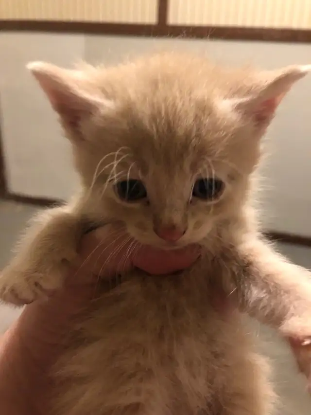 kitten  looking for new homes - Photo 2