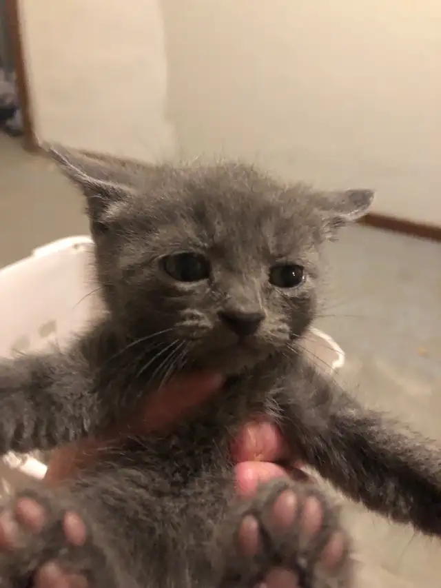 kitten  looking for new homes - Photo 3