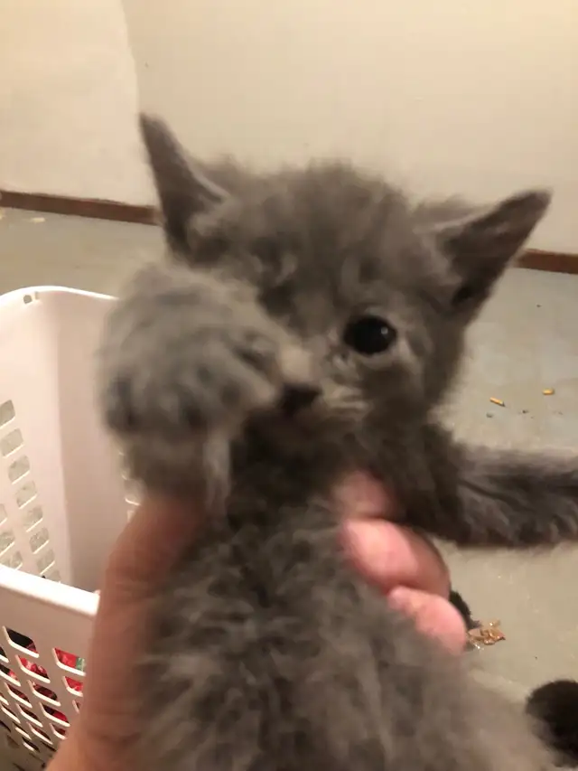 kitten  looking for new homes - Photo 4