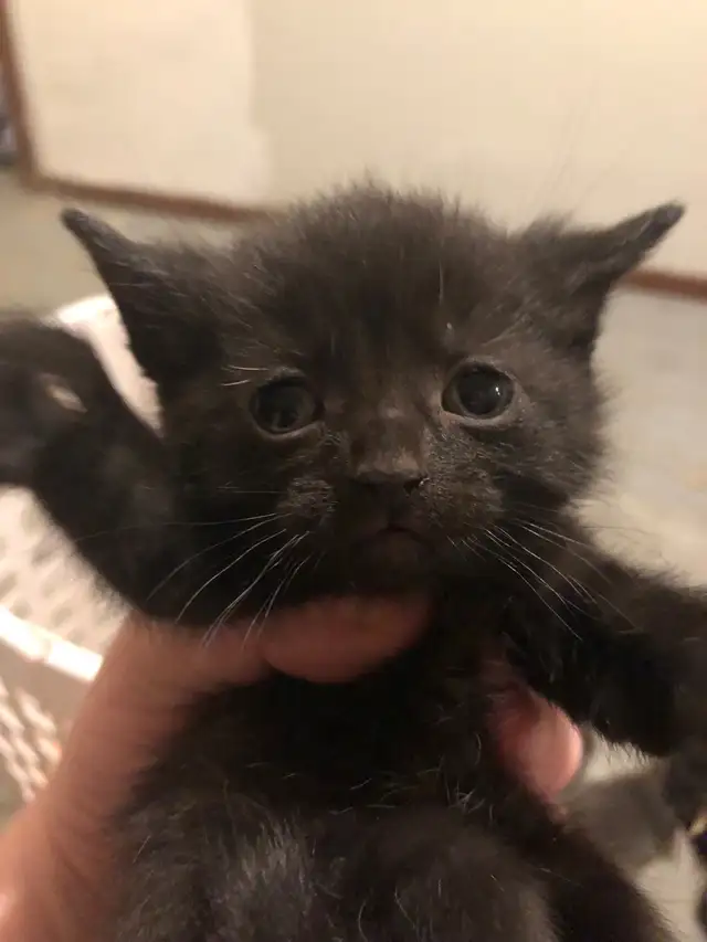 kitten  looking for new homes - Photo 5