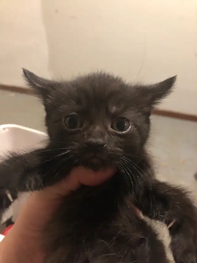 kitten  looking for new homes - Photo 6