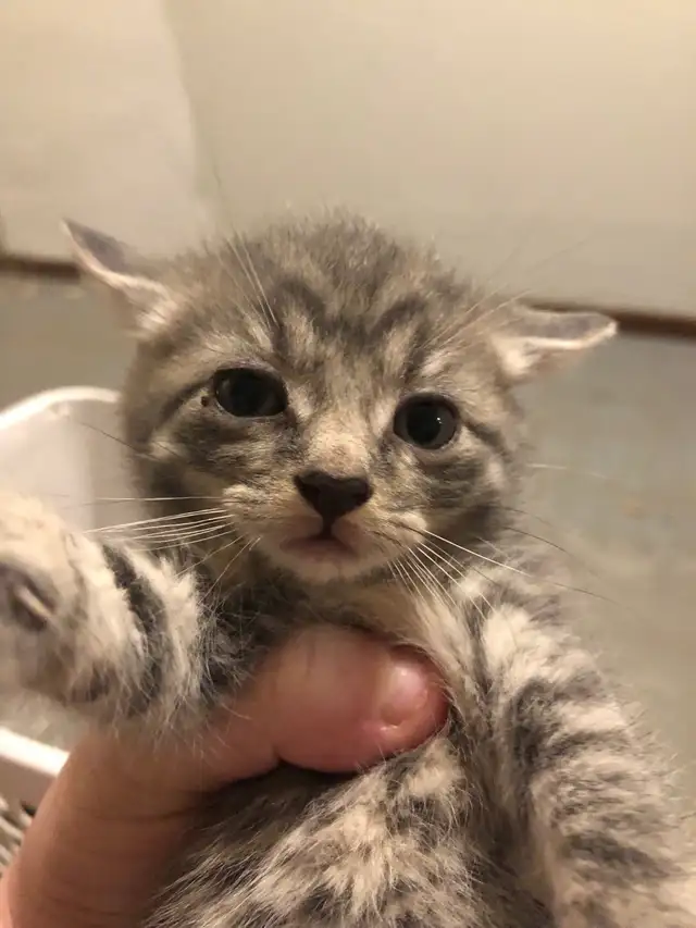 kitten  looking for new homes - Photo 7