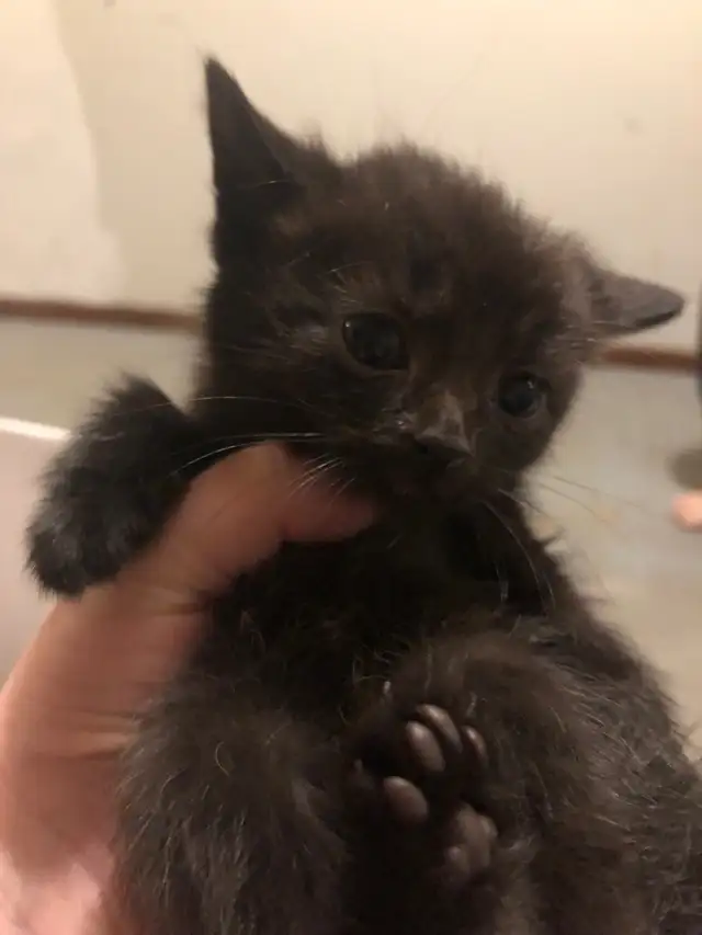 kitten  looking for new homes - Photo 8