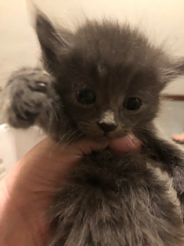 kitten  looking for new homes - Photo 9