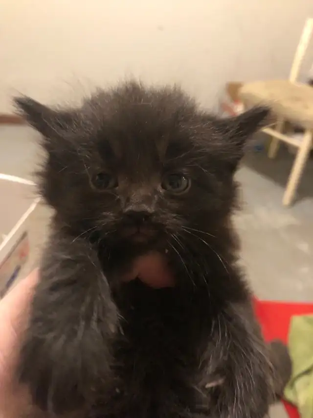 kitten  looking for new homes - Photo 10