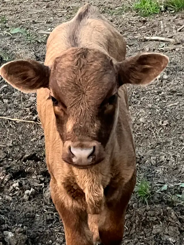 Beef cattle for sale