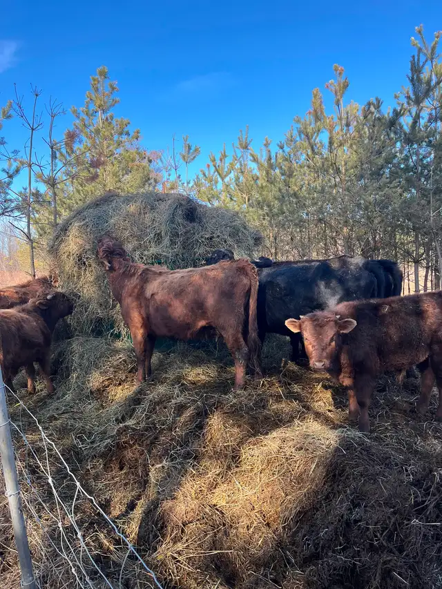 Beef cattle for sale - Photo 3