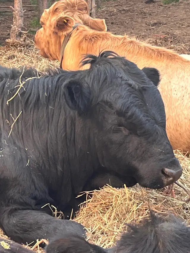 Beef cattle for sale - Photo 4