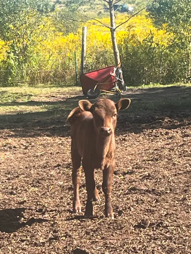 Beef cattle for sale