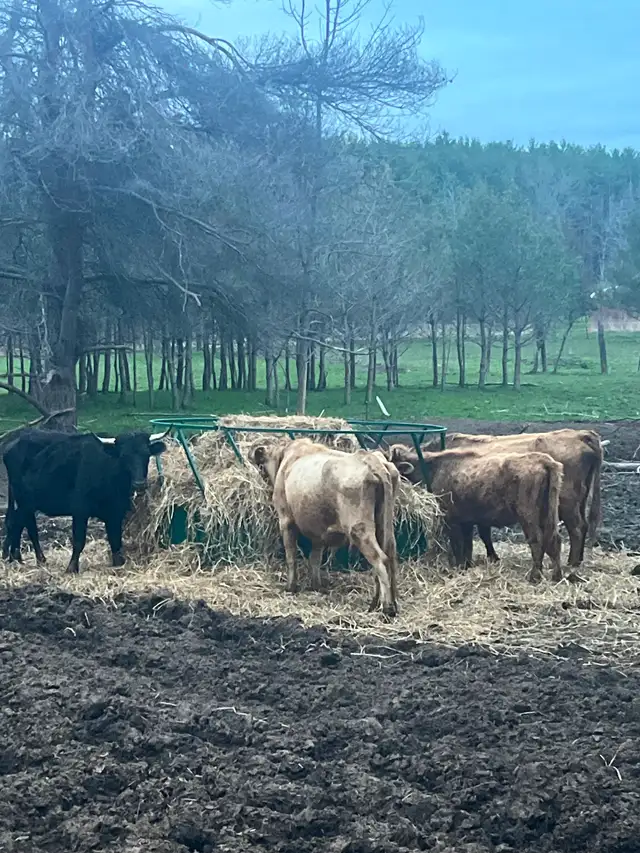 Beef cattle for sale - Photo 2