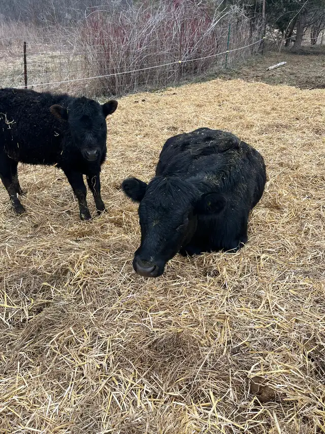 Beef cattle for sale - Photo 3