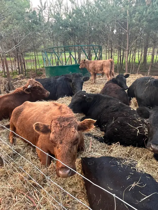 Beef cattle for sale - Photo 7