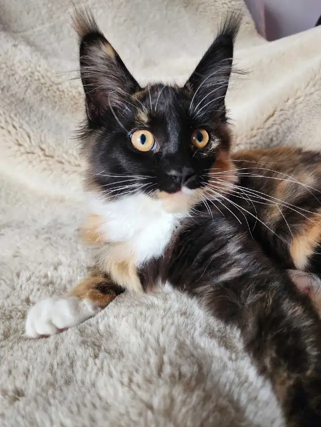 Purebred, TICA Registered, Maine Coon Kitten For Sale!