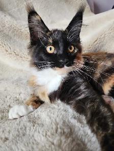 Purebred, TICA Registered, Maine Coon Kitten For Sale!