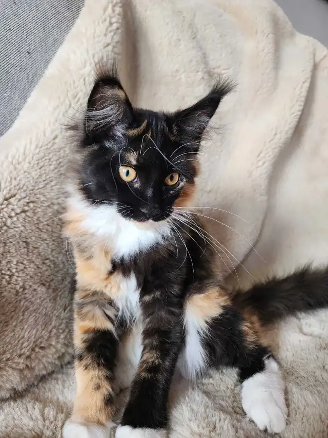 Purebred, TICA Registered, Maine Coon Kitten For Sale! - Photo 2