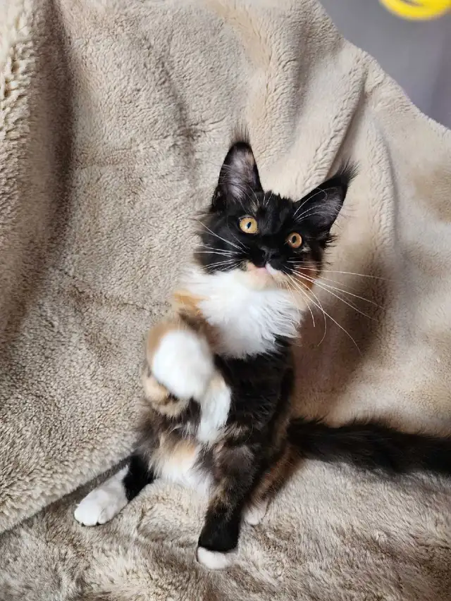 Purebred, TICA Registered, Maine Coon Kitten For Sale! - Photo 3