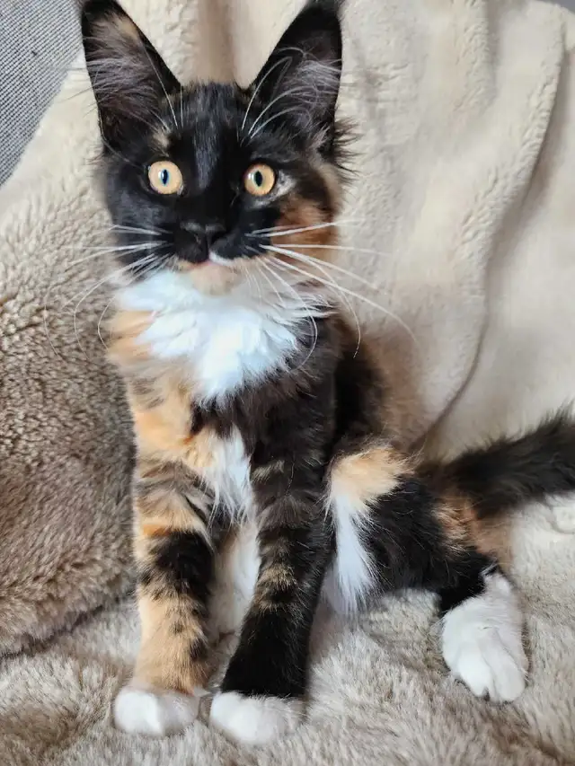 Purebred, TICA Registered, Maine Coon Kitten For Sale! - Photo 4